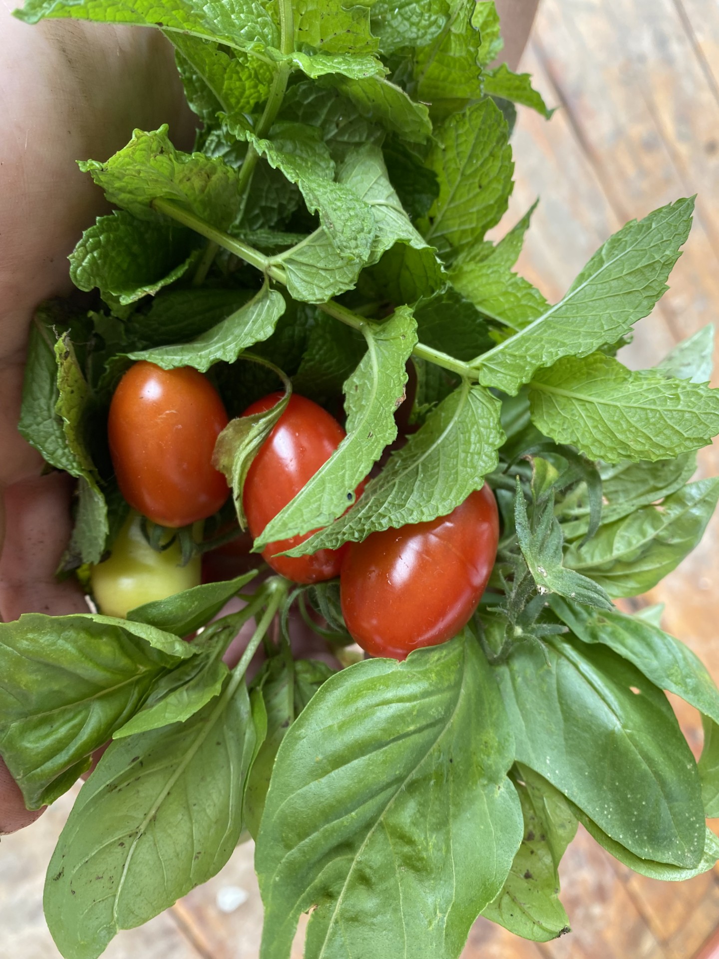 Fresh Vegetables